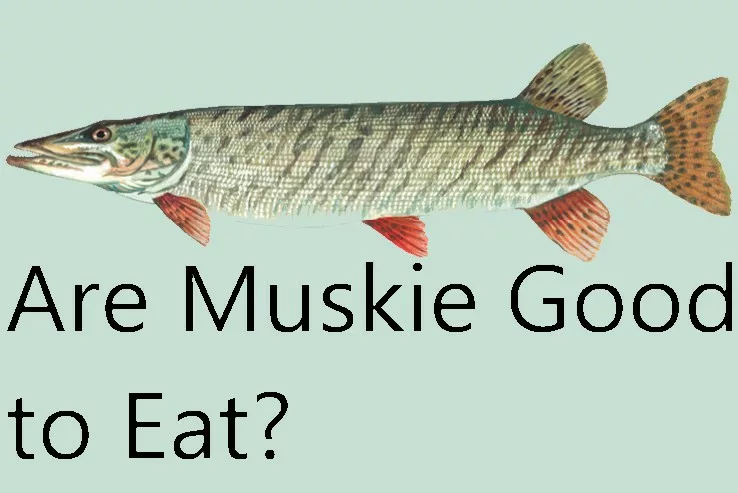 Are muskie good to eat?