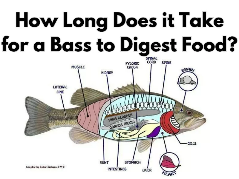 How Long Does it Take for a Bass to Digest Food