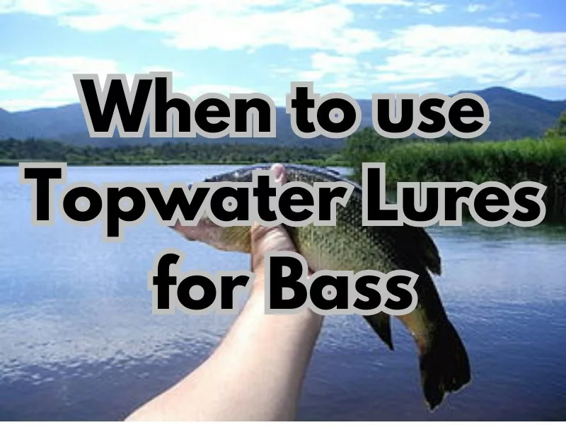 When to use Topwater Lures for Bass