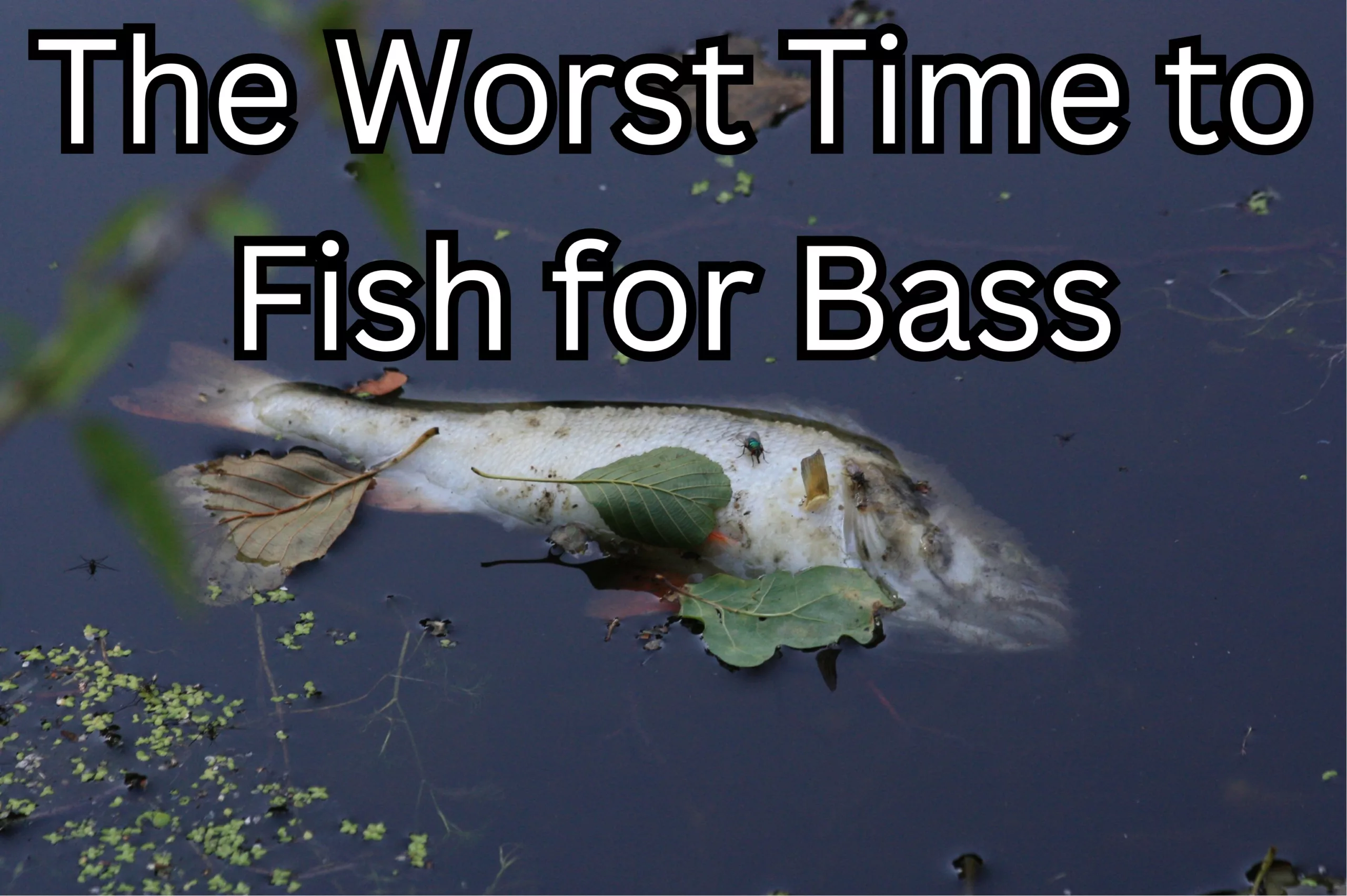 The Worst Time to Fish for Bass