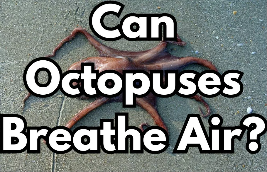 Can Octopuses Breathe Air