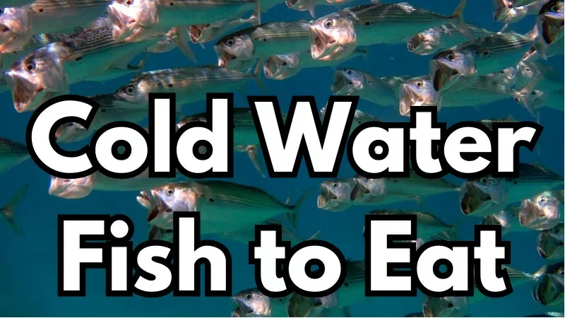 Cold Water Fish to Eat