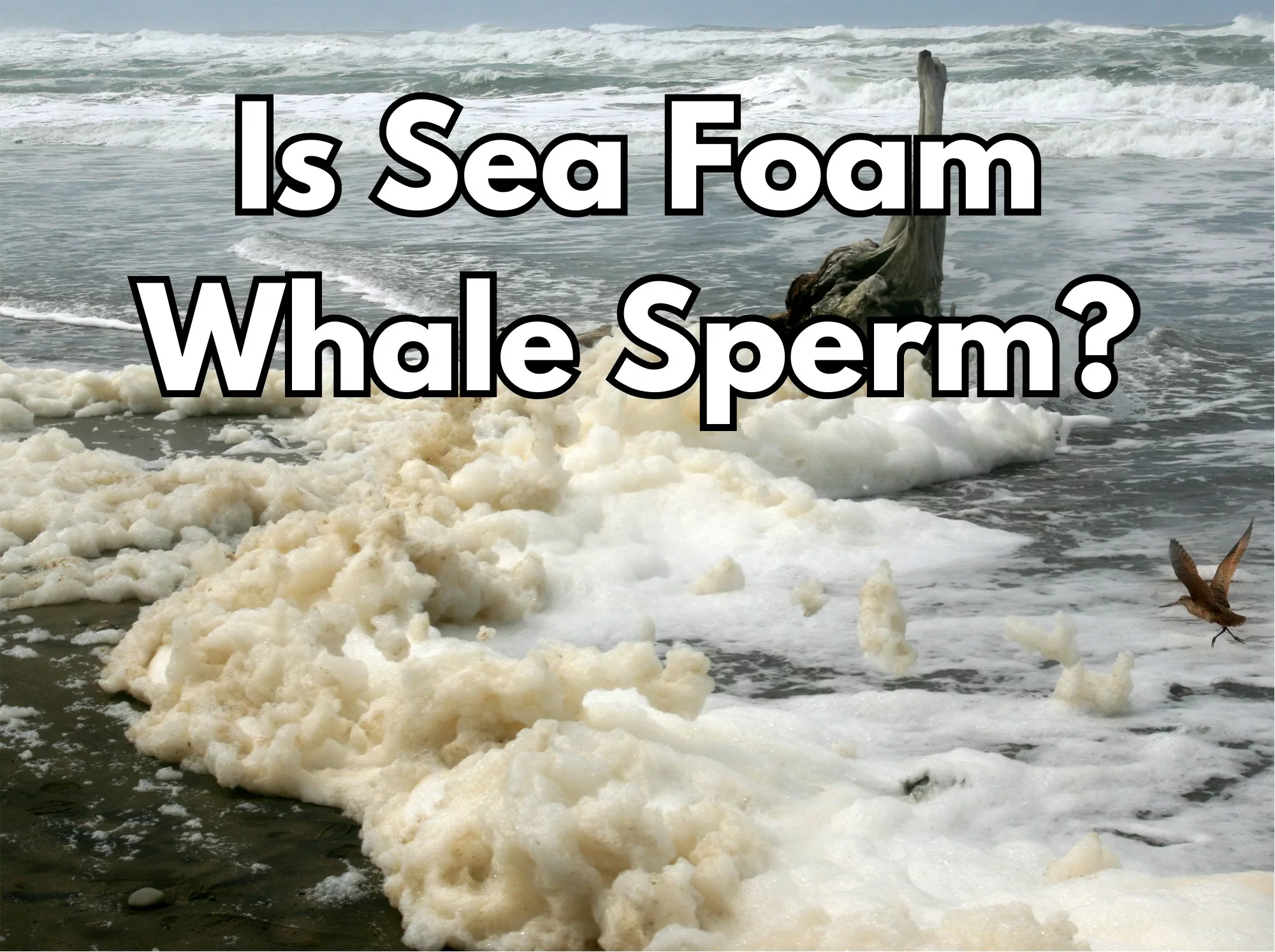 Is Sea Foam Whale Sperm