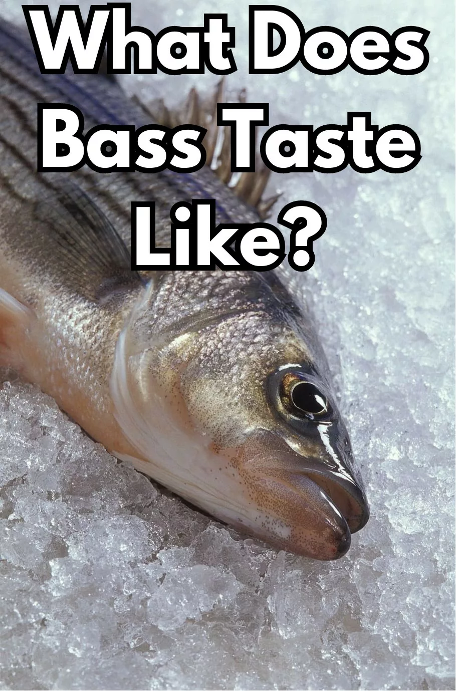 What Does Bass Taste Like