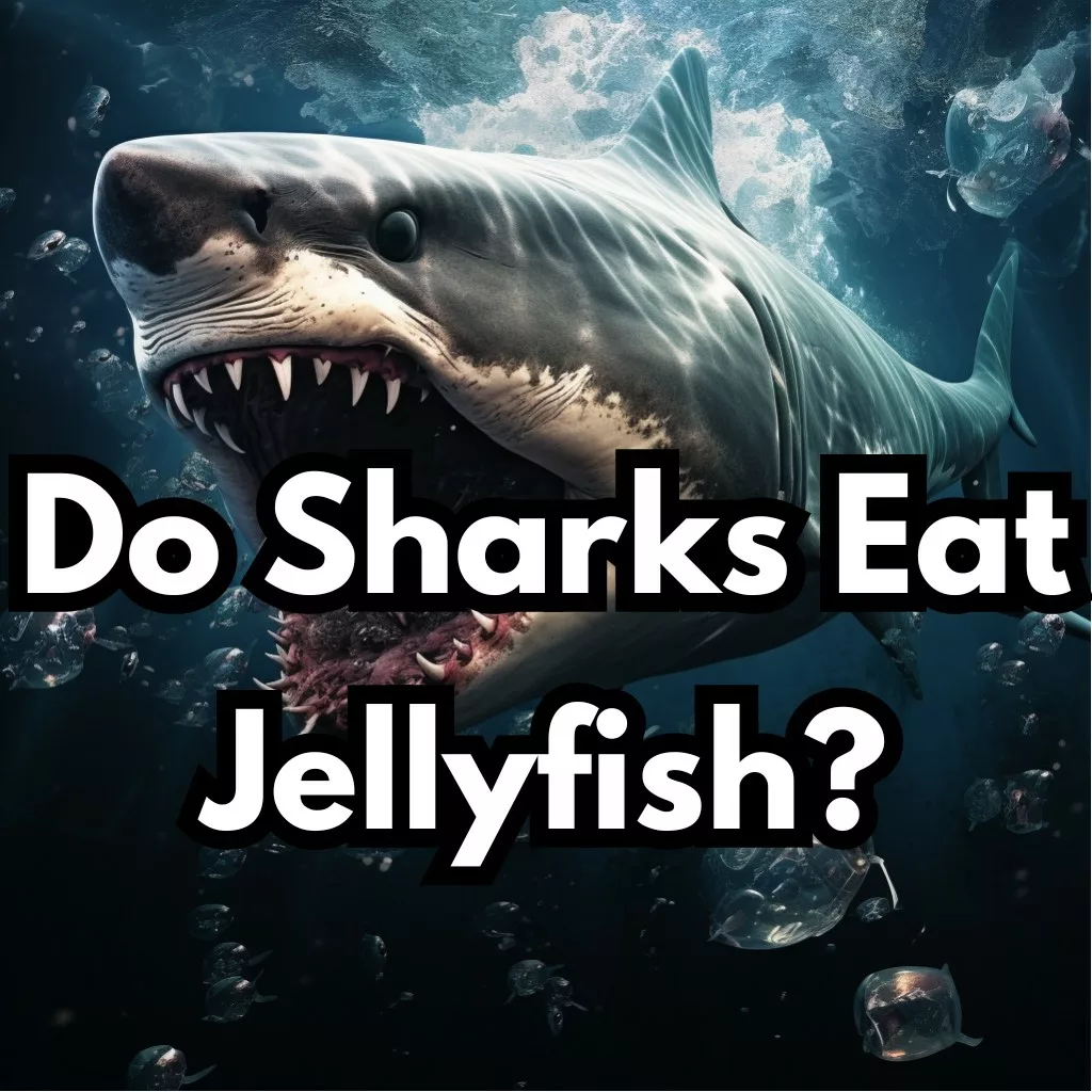 Do Sharks Eat Jellyfish